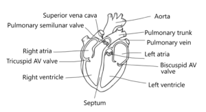 Answer key for Pre-Lab 7 heart diagram